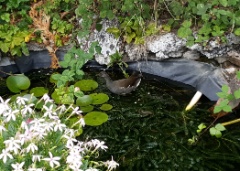 20210802 Moorhen in pond